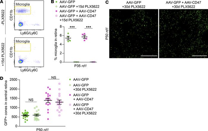 Role of microglia in CD47-mediated cone survival.
(A) Flow cytometry gat...