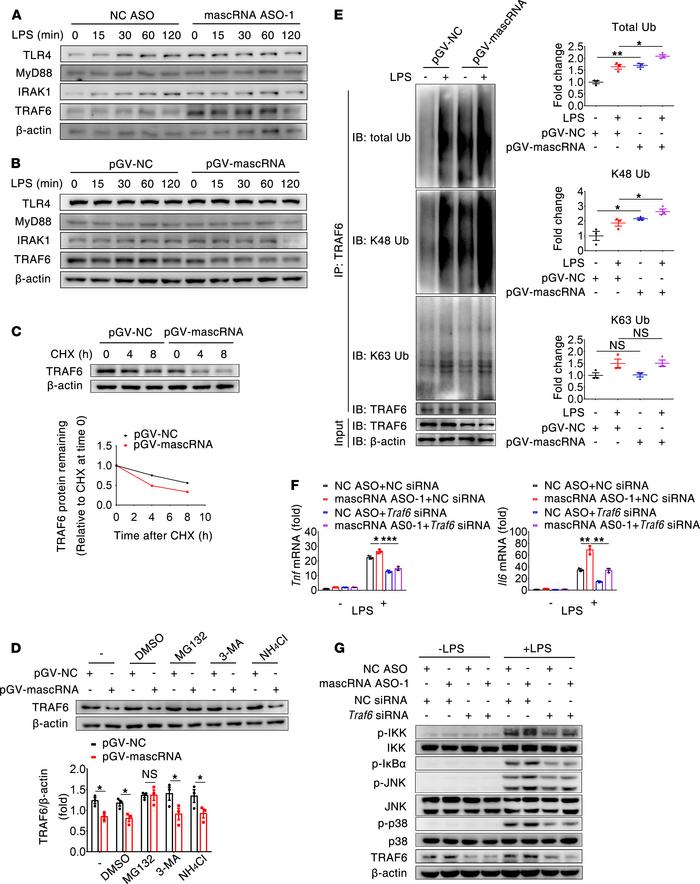 mascRNA attenuates TLR4 signaling by promoting degradation and K48-linke...