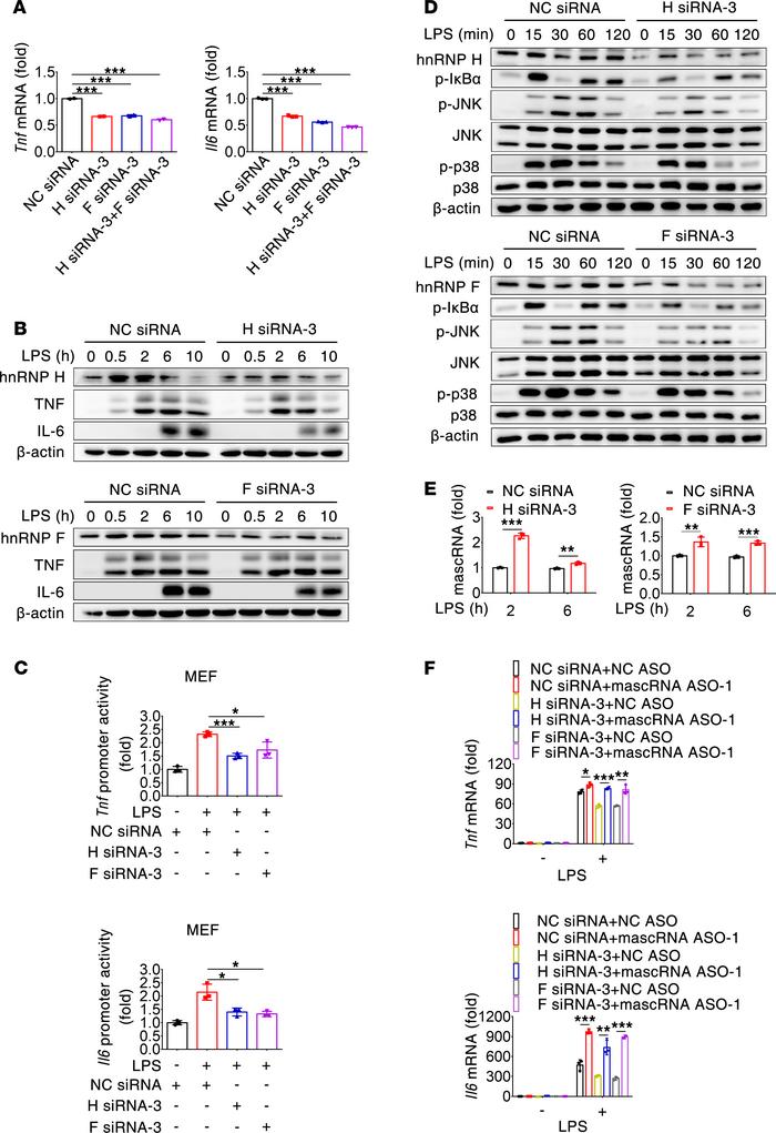 hnRNP H/F promote mascRNA degradation to exert a proinflammatory effect....
