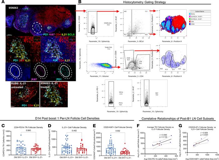 Multiplexed confocal imaging and histocytometry strategy for the compara...