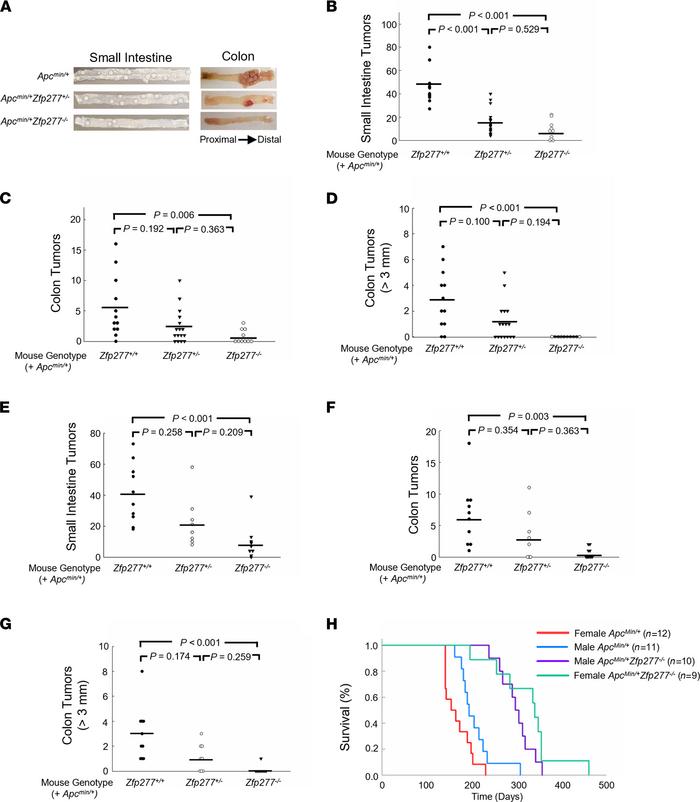 
Zfp277 deficiency attenuates intestinal neoplasia and prolongs the surv...