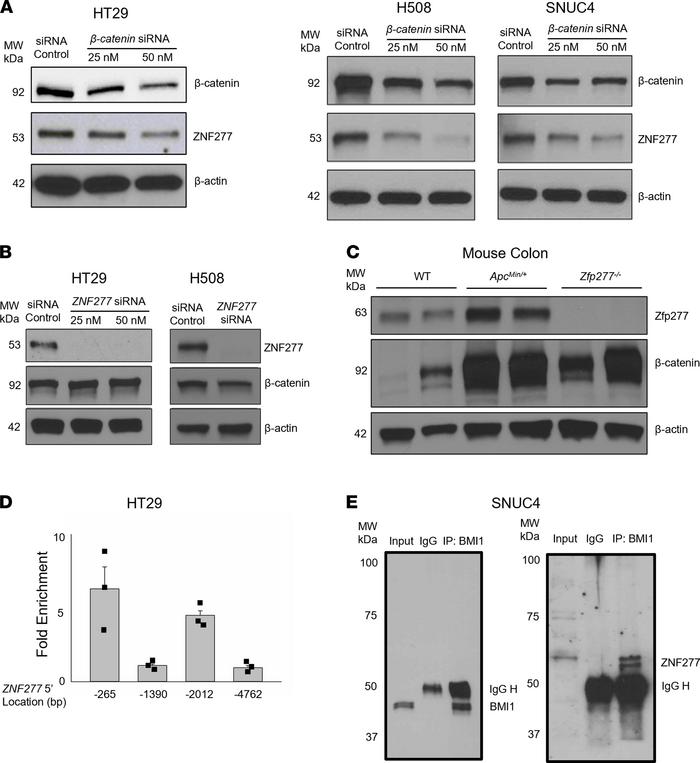 
ZNF277 expression is regulated by β-catenin and ZNF277 association with...