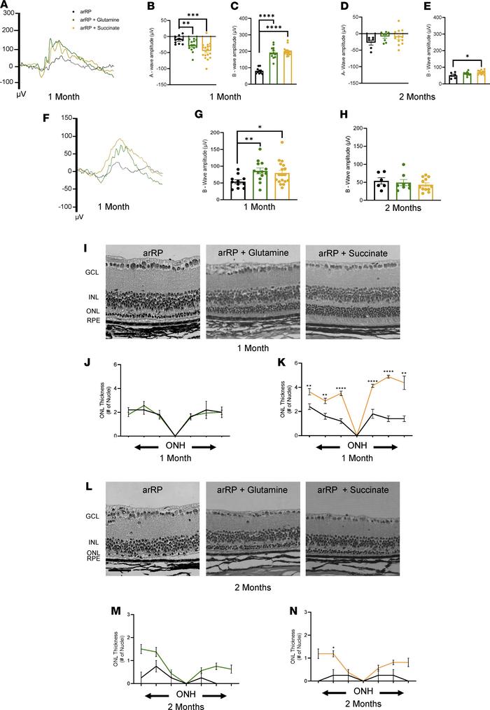 Succinate supplementation provides resilience against cell death for the...
