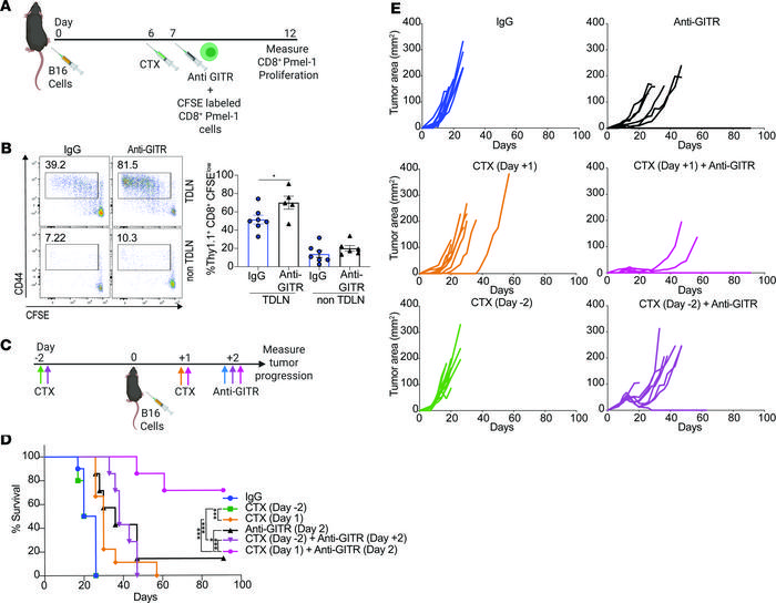 High-dose CTX causes tumor cell death and induces in situ vaccination.
(...