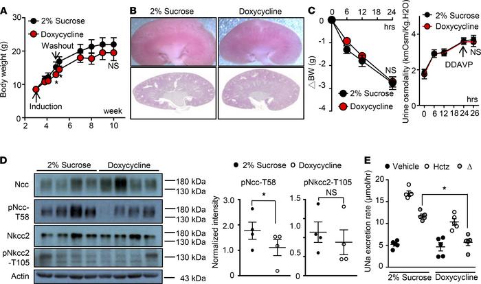 Postneonatal Clc-k2 deletion causes a milder phenotype.
(A) BW from the ...
