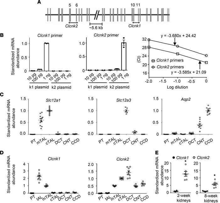 Quantitative measurements of Clcnk1 and Clcnk2 mRNAs in each WT renal tu...