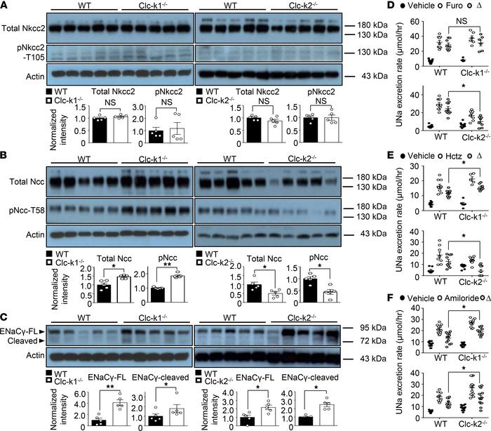 Protein abundance and activity of Ncc, Nkcc2, and ENaC in 8-week-old Clc...