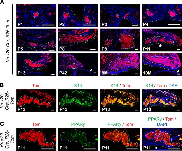 
Krox20-lineage tracing in the Meibomian gland.
(A) Lineage tracing of K...