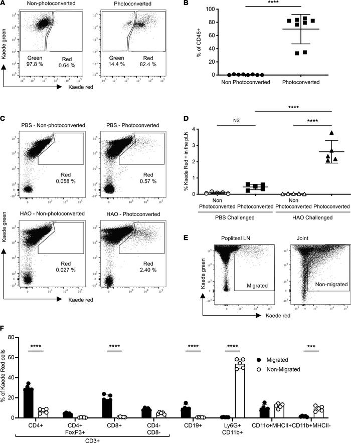 After HAO challenge, a significant population of cells migrate out of th...