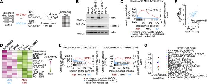 Epigenetic drug screening in human PDAC cells with diverse MYC activity....