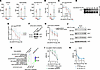 PRMT5i response is tuned by Myc.