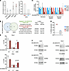 PRMT5 inhibition induces apoptosis and alters metabolism in PDAC cells with