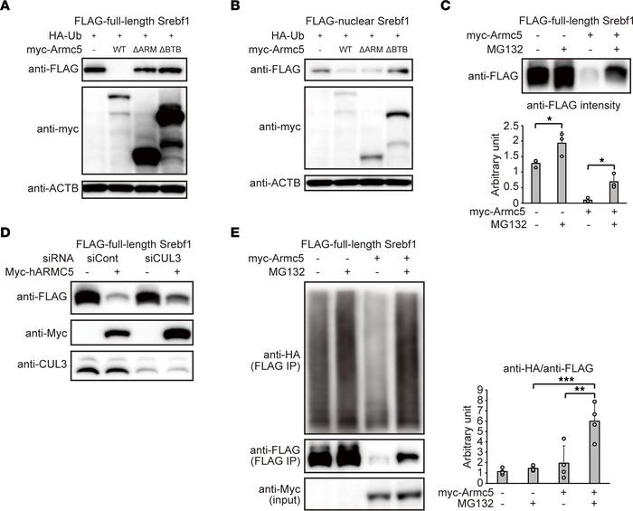 ARMC5 ubiquitinated and degraded full-length SREBF1.
(A) Western blottin...