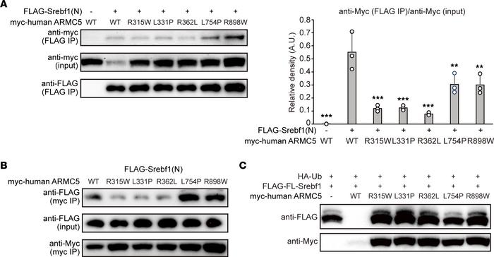 ARMC5 mutation in BMAH abrogated the interaction with SREBF1.
(A) Wester...