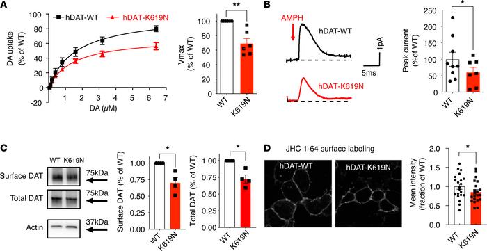 DAT-K619N displays functional impairments and reduced surface expression...