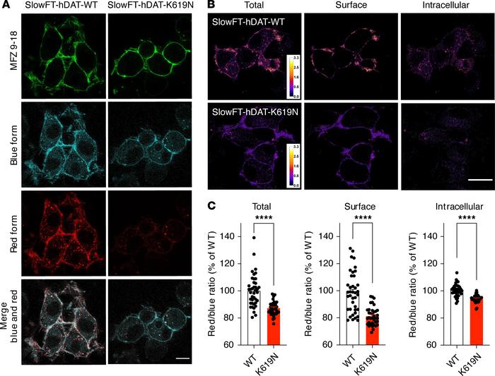 DAT-K619N shows altered cellular processing.
Spatiotemporal visualizatio...
