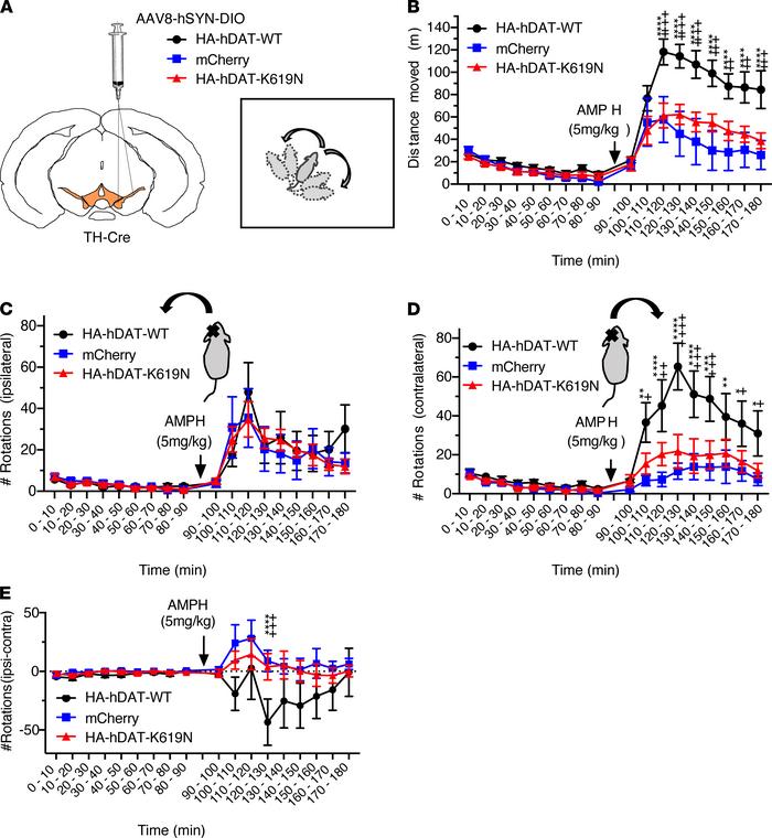 Amphetamine-induced rotations reveal differential DA-controlled behavior...