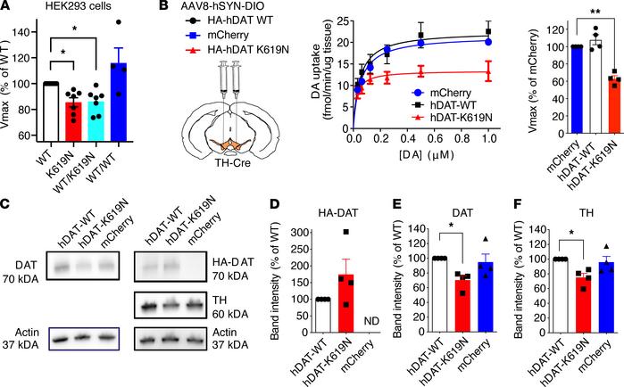DAT-K619N exerts a dominant-negative effect on DAT-WT.
(A) Evaluation of...