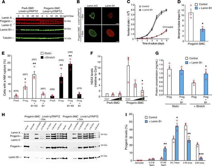 Lamin B1 reduces progerin’s toxicity and association with NMs.
(A) Weste...