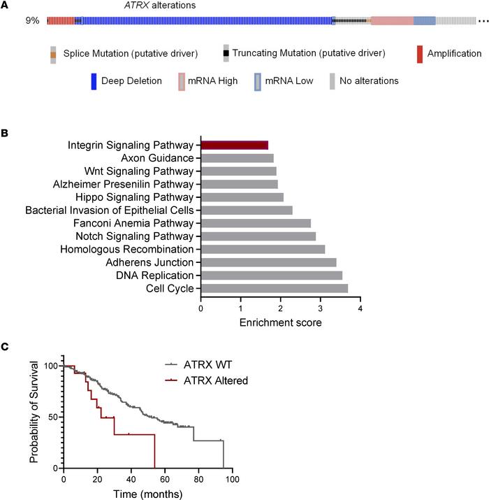 Integrin signaling is enriched in ATRX-altered tumors in the ICGC/TCGA P...
