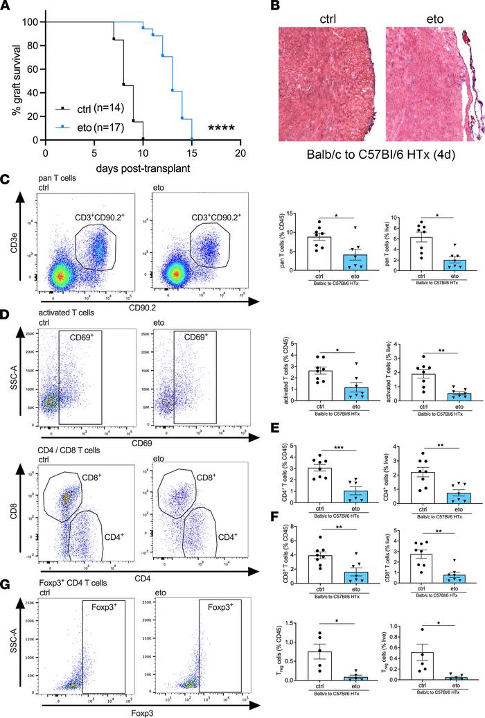 FAO inhibition improves HTx survival and decreases T cells in the transp...