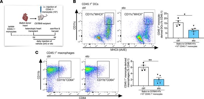 FAO inhibition impairs monocyte-derived DC and monocyte-derived macropha...