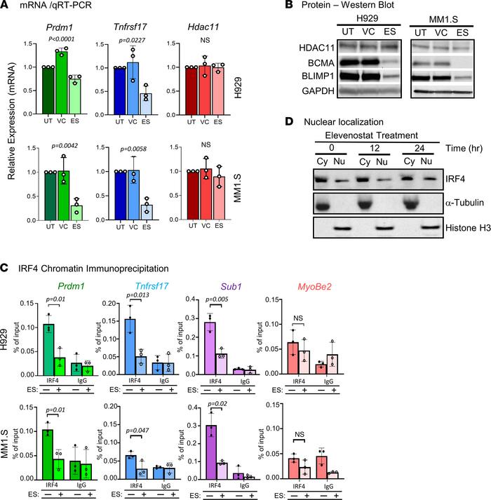 HDAC11 regulates IRF4 transcriptional function.
(A) Relative mRNA levels...