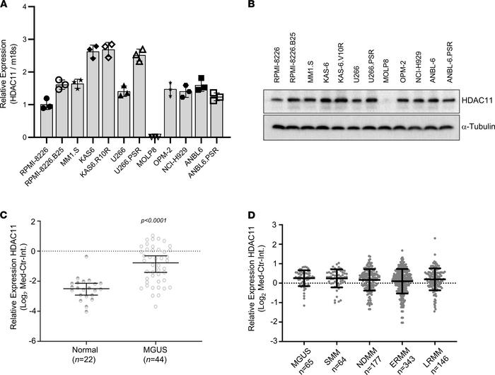 HDAC11 expression in myeloma.
(A) Quantitative expression of HDAC11 in 1...
