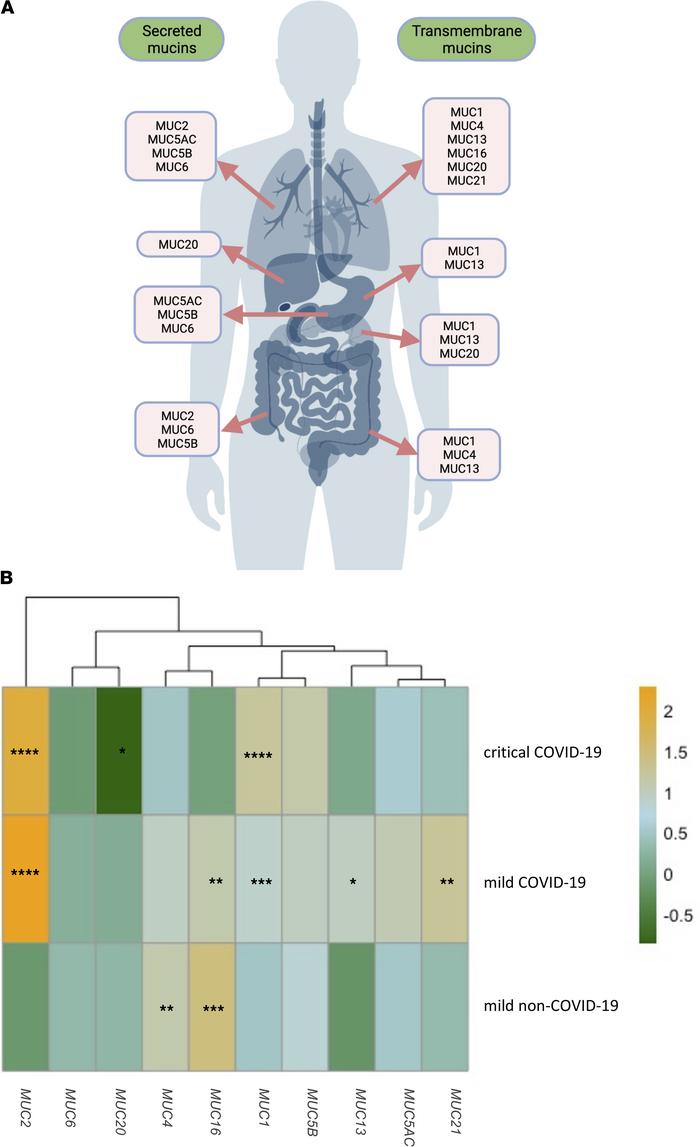 Distribution of secreted and transmembrane mucins at the respiratory (tr...