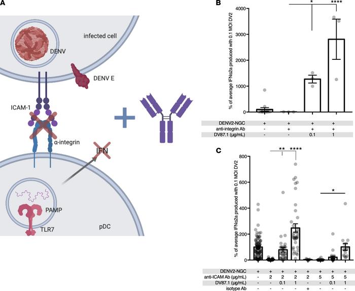 Anti-DENV antibodies bypass the requirement for cell adhesion molecules ...