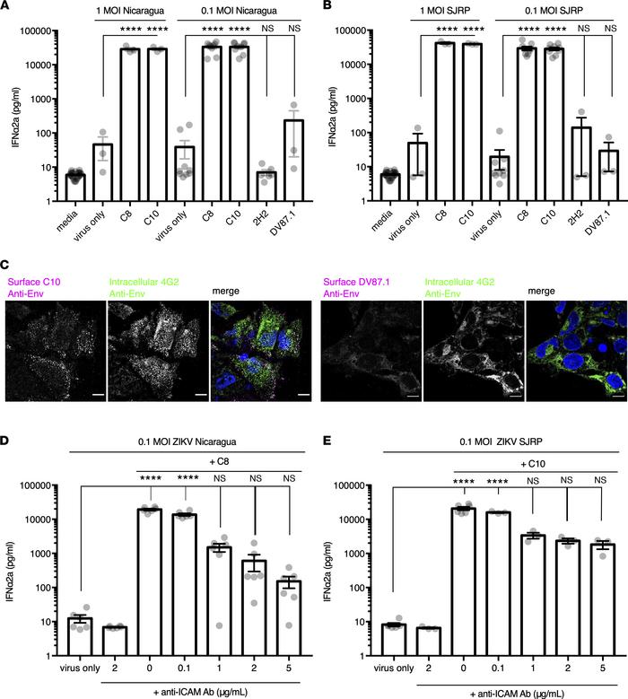 Cross-reactive anti-DENV mAbs increase IFN production in pDC exposed to ...