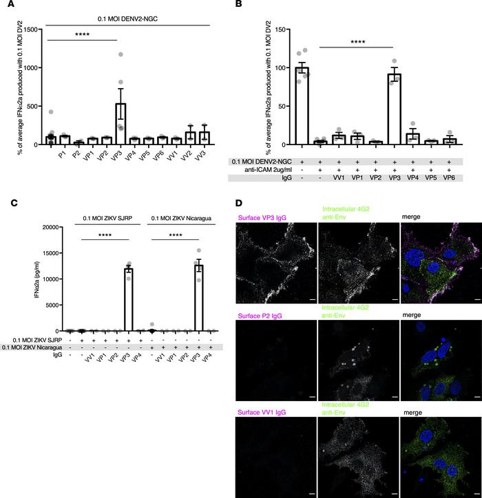 Polyclonal IgG from DENV-immune individuals can enhance IFN activity of ...