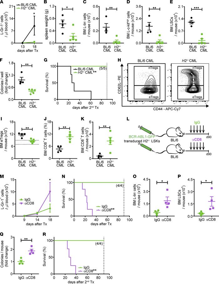 Tregs in the BM of CML mice are activated through interaction with MHC c...
