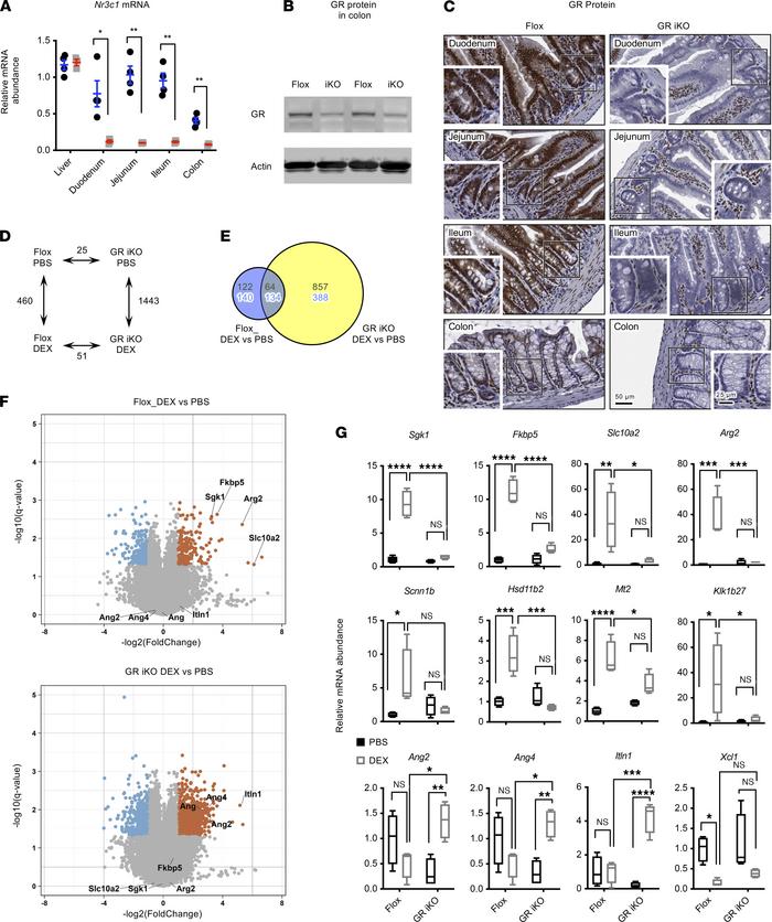 Generation of intestinal epithelium–specific GR KO mice.
(A) mRNA levels...