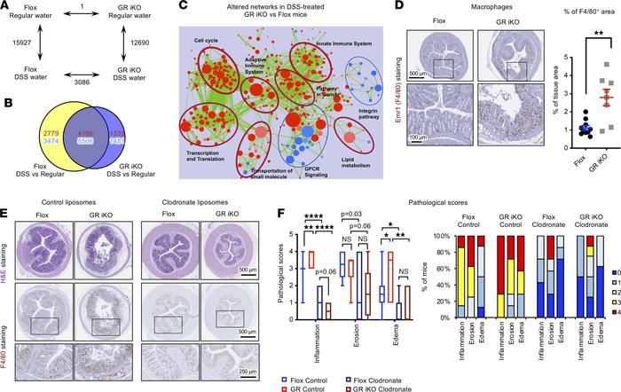Intestinal epithelial GR deficiency enhances sensitivity to DSS-induced ...