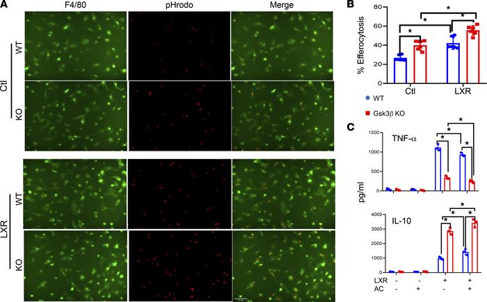 Myeloid Gsk3β deficiency enhances proresolution functions in BMMs in vit...