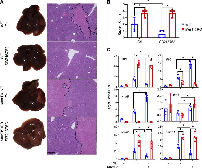 MerTK is critical for the proresolving therapeutic effect of pharmacolog...