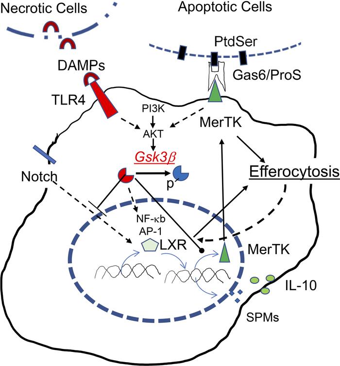Gsk3β as the converging point in the differentiation and the execution o...