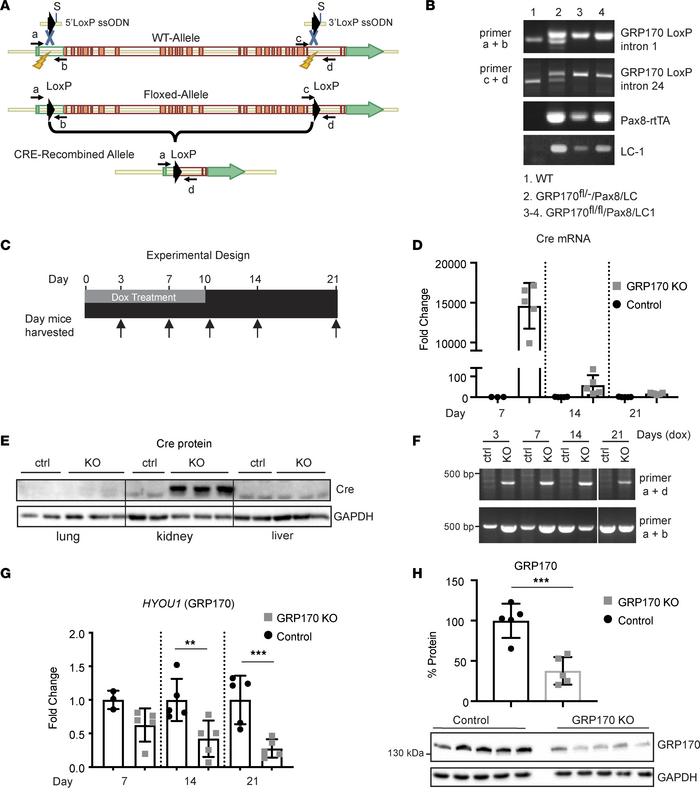 An inducible, kidney tubule specific, GRP170-KO mouse.
(A) Illustration ...