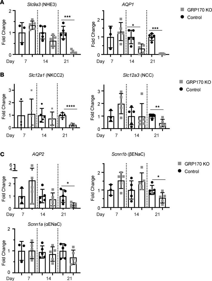 The loss of GRP170 results in a generalized reduction in ion channel/tra...