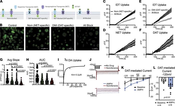 NET and DAT on human macrophages can work in uptake mode.
(A) Schematic ...