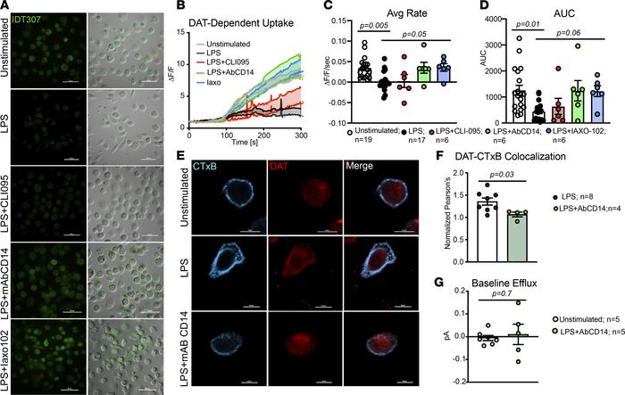 LPS-regulation of DAT activity is CD14 dependent but TLR4 independent.
(...