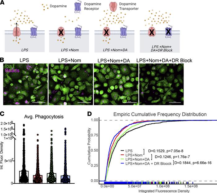 An autocrine/paracrine dopamine signaling loop could be an underlying me...