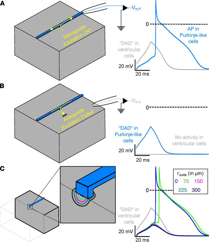 Subthreshold DAD-like activity in ventricular cells of the Purkinje–myoc...