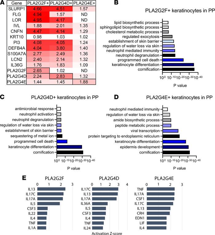 scRNA-seq analysis of PLA2G2F+, PLA2G4D+, and PLA2G4E+ keratinocytes in ...