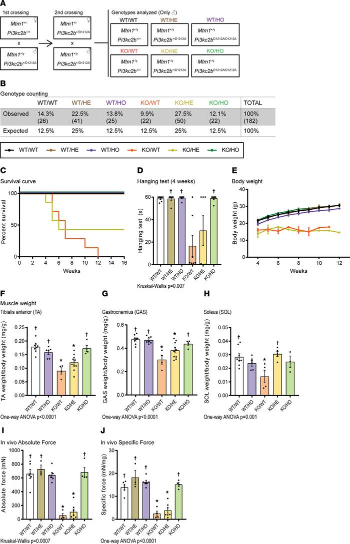 PI3KC2β kinase inhibition rescues Mtm1–/Y survival and muscle force defe...