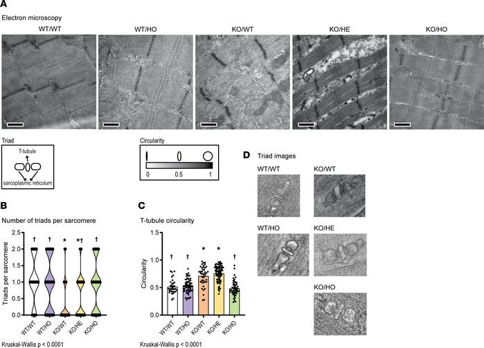 Inhibiting PI3KC2β activity rescues Mtm1–/Y muscle ultrastructural defec...