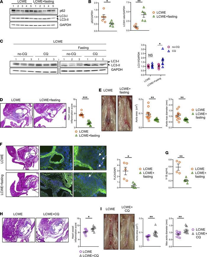 Increase of autophagic flux reduces the development of LCWE-induced card...