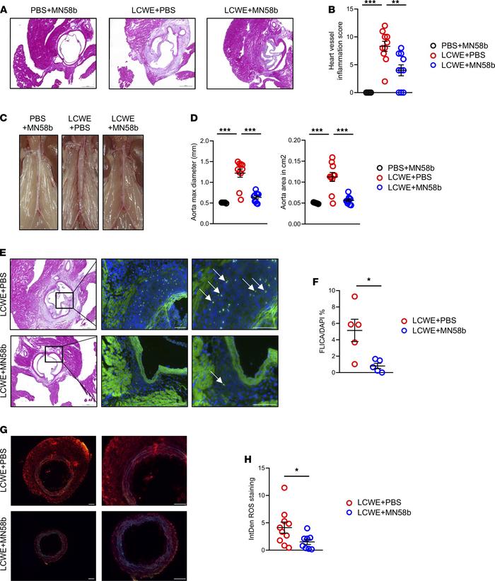 Modulation of AMPKα and ROS reduces cardiovascular lesions during LCWE-i...