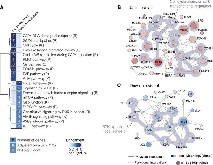 Biological description of biomarker groups.
(A) MsigDB gene set enrichme...